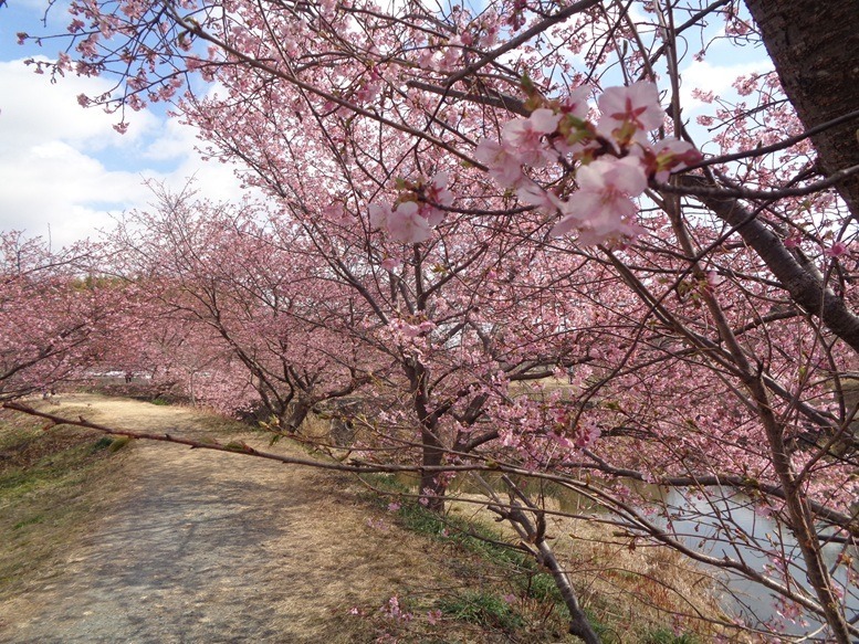 東大山河津さくらまつり☆花みずき幸館☆