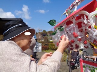 あおい農園☆いちご狩り＠花みずき葵館