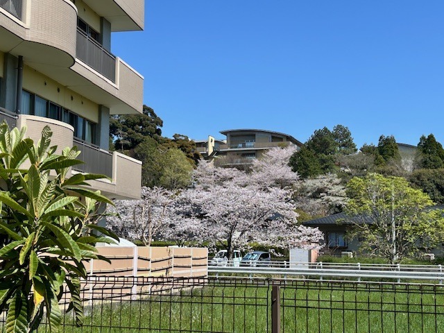 桜が綺麗ですね