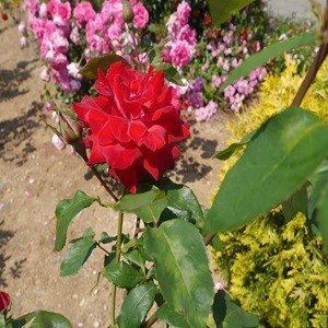 野の花～❀バラの都苑散策❀～
