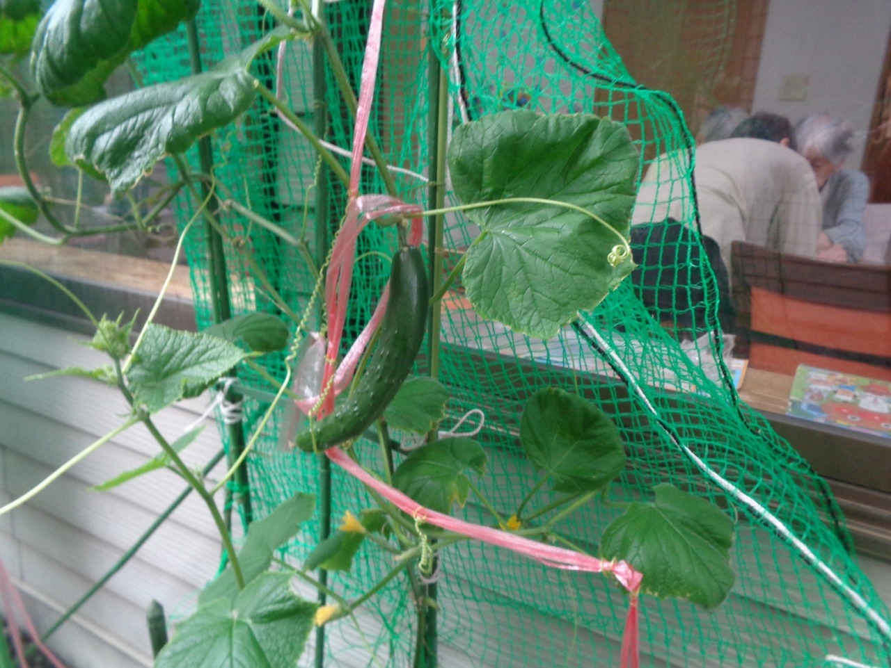 ☆花みずき 幸館☆ 生長している野菜達と利用者様
