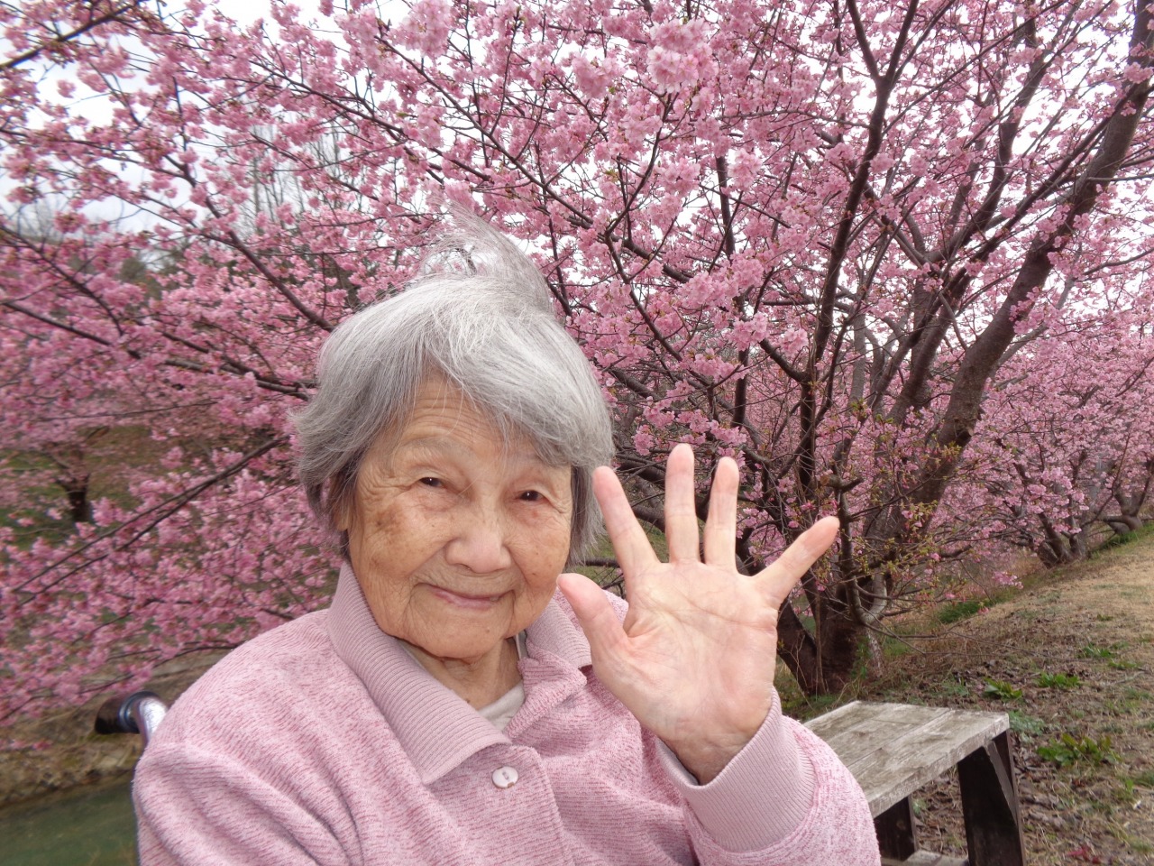 河津桜