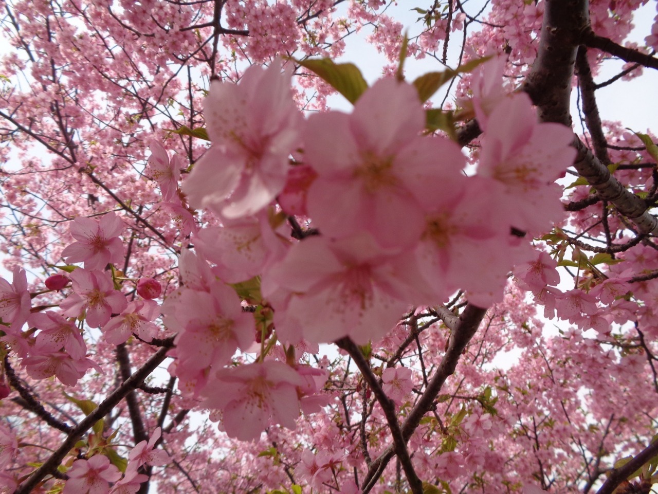 東大山河津桜☆花みずき幸館☆