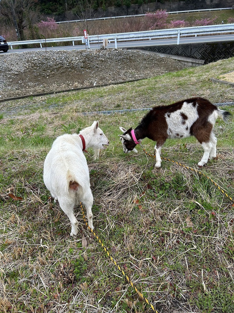 ミルク・クモン・ユキの散歩