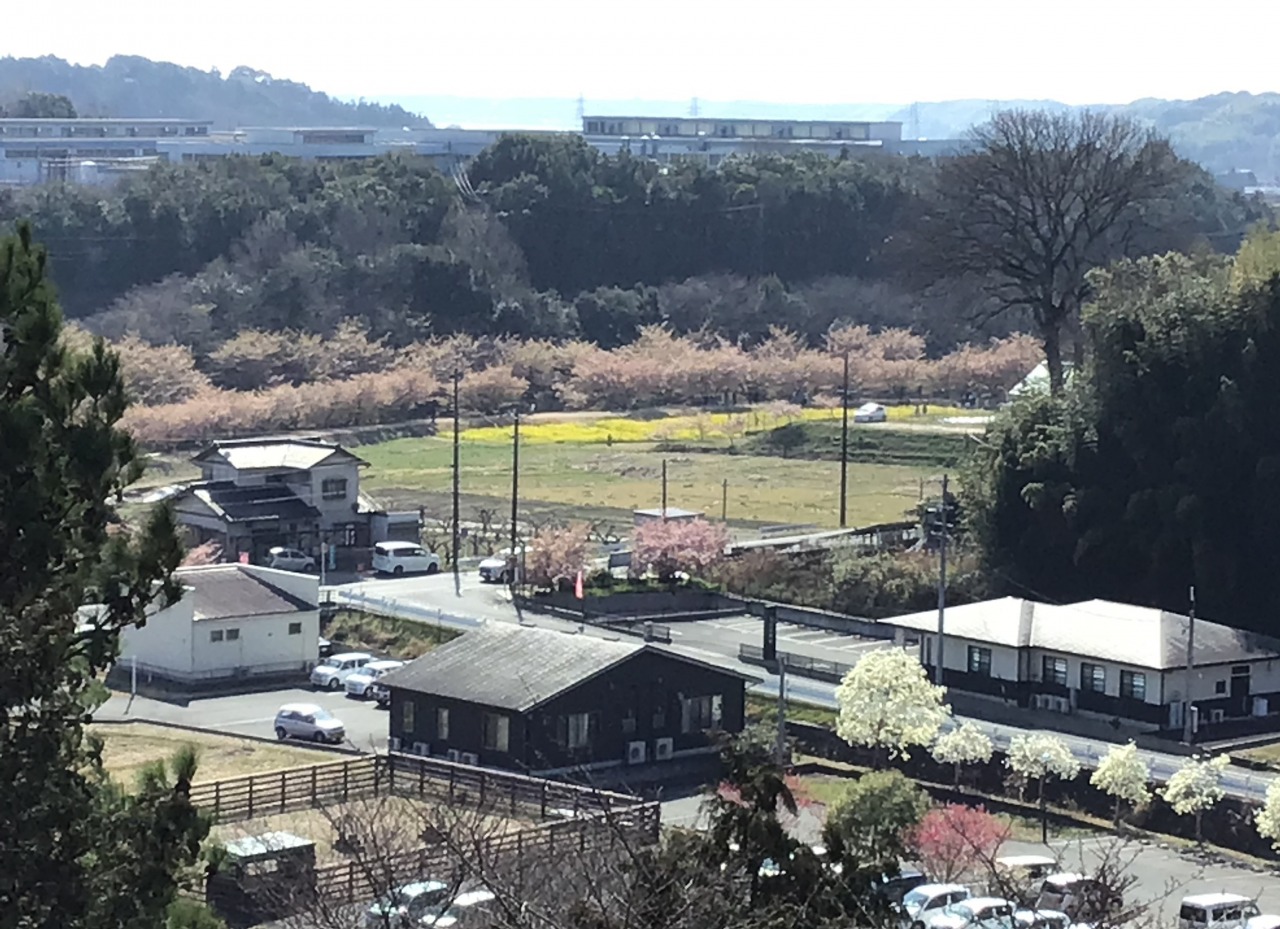 お花見☆かがやきフロア
