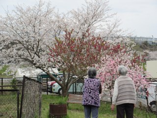 春の花めぐり◎花みずき泉館◎