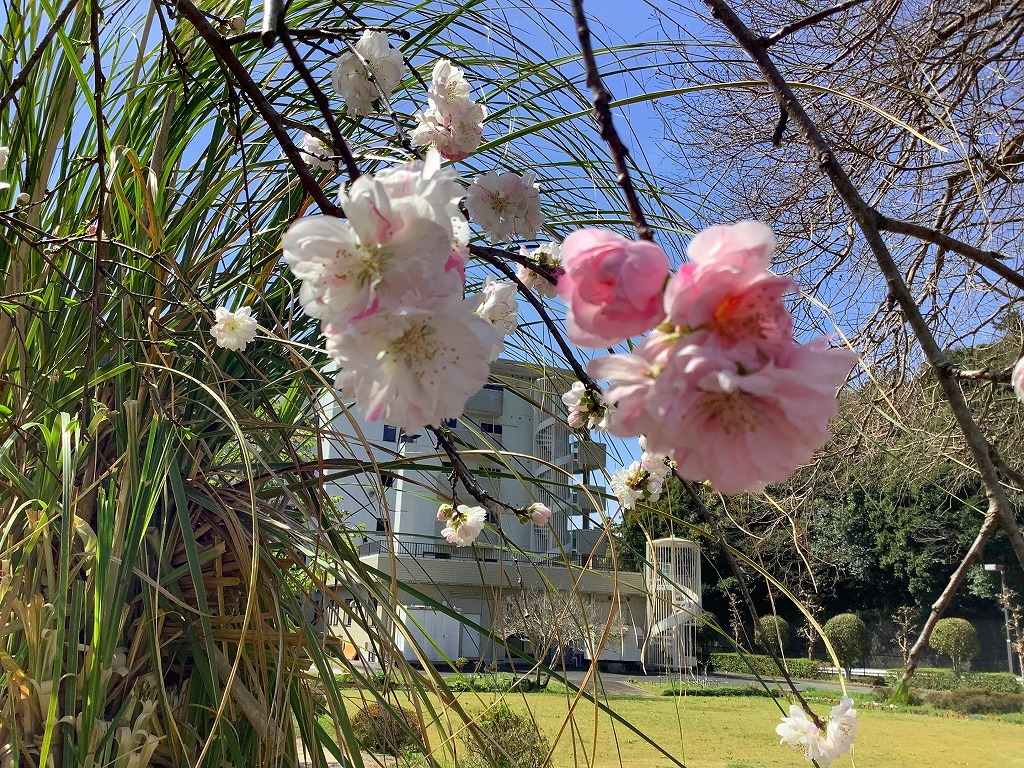 はなもも