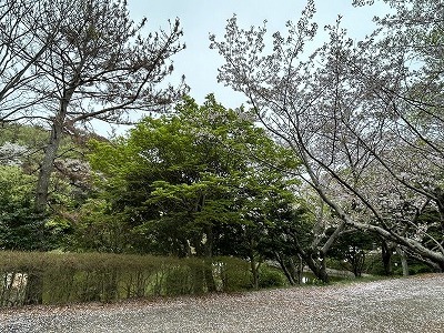 お花見ドライブ