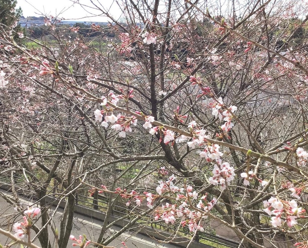 きらめきの街東ユニット　ベランダから花見